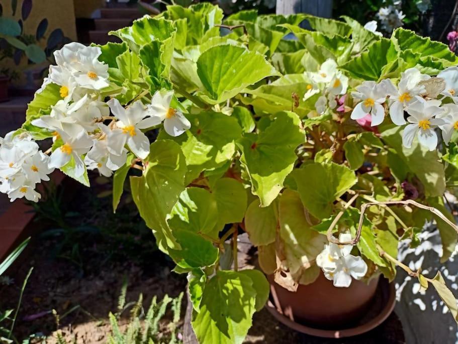Villa Falconera Apartaments, Gandia A Las Faldas De La Montana מראה חיצוני תמונה