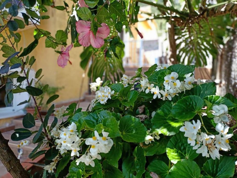 Villa Falconera Apartaments, Gandia A Las Faldas De La Montana מראה חיצוני תמונה