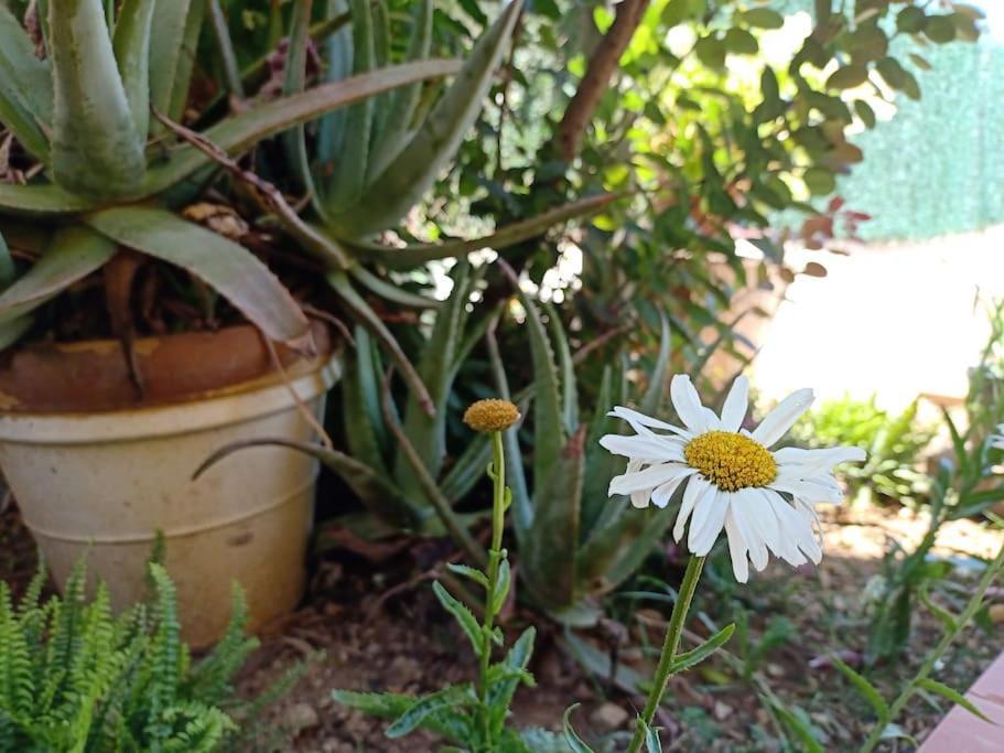 Villa Falconera Apartaments, Gandia A Las Faldas De La Montana מראה חיצוני תמונה