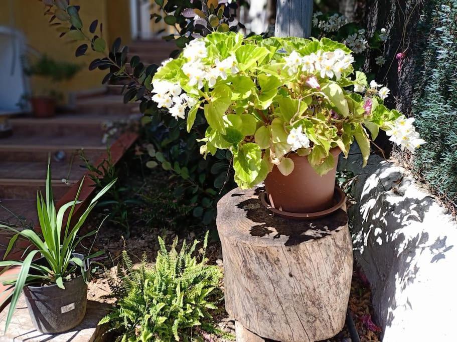 Villa Falconera Apartaments, Gandia A Las Faldas De La Montana מראה חיצוני תמונה