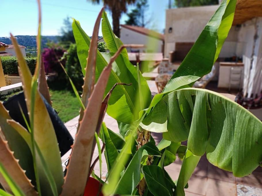 Villa Falconera Apartaments, Gandia A Las Faldas De La Montana מראה חיצוני תמונה