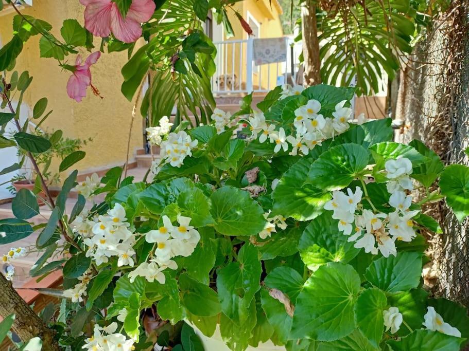 Villa Falconera Apartaments, Gandia A Las Faldas De La Montana מראה חיצוני תמונה